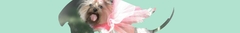 Banner da categoria Roupas Pet