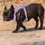 Peitoral Acolchoado Ajustável Fleezy Dog - loja online