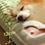 Cama Colchão Fleezy Dog para Cães e Gatos - loja online
