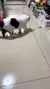 Bola Interativa Inteligente para Gatos – Diversão que se Move Sozinha!