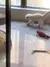 Bola Interativa Inteligente para Gatos – Diversão que se Move Sozinha!