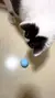 Imagem do Bola Interativa Inteligente para Gatos – Diversão que se Move Sozinha!