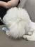 Bola Interativa Inteligente para Gatos – Diversão que se Move Sozinha! - loja online