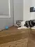 Bola Interativa Inteligente para Gatos – Diversão que se Move Sozinha!
