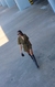 Macaquinho lari verde militar na internet