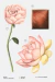 ZARA LIGHTLY BLOOM 30 ML en internet