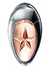 DECANT Angel Muse EDP Mugler 5ML( FRAGANCIA DISCONTINUA)