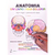 Anatomia um para Colorir - Autor: Wynn Kapit (2020) [usado]