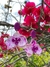 ARETES ORQUIDEA - comprar en línea