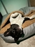 Cama Antidesgarre para mascotas - tienda online