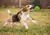 Petisco Pet- Bola Interativa - comprar online