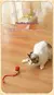 bola interativa para pets - loja online