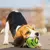 Brinquedo para pets - Wobble Wag Giggle Ball na internet