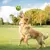 Brinquedo para pets - Wobble Wag Giggle Ball na internet