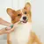 Aplicador de Comprimidos para Pets – Tipo Seringa