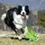 Imagem do Brinquedo para pets - Wobble Wag Giggle Ball