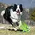 Brinquedo para pets - Wobble Wag Giggle Ball - comprar online