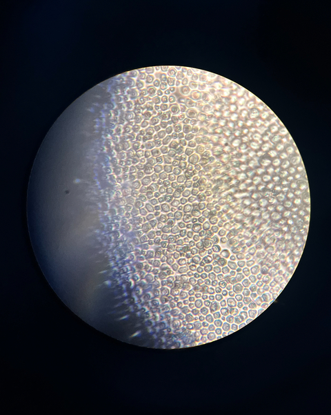 Carrusel Ciencia del Vino