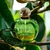 Dior Poison Tendre – Eau de Toilette - comprar online