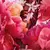 Imagem do Miss Dior Parfum – Christian Dior