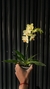 ORQUÍDEA PHALAENOPSIS (Multiflora) - comprar en línea
