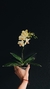 ORQUÍDEA PHALAENOPSIS (Multiflora) en internet