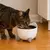 Comedero Para Gato Catit Pixi Elevado Acero Inoxidable 200ml en internet