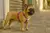 Arnes Para Perros Zee.dog H Jelly Large 62-107cm Ed Limitada en internet