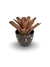Bromélia Luz que Brilha - Vaso Elegance Redondo 3 - Café Imperial