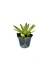 Bromélia Pinta Negra - Vaso Elegance Floral - Preto Onix