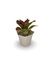 Bromélia Coração Rubro - Vaso Elegance Floral - Travertino