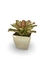 Bromélia Pink e Green - Vaso Elegance Quadrado 2 - Travertino