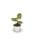 Singônio - Vaso Elegance Redondo 1 - Branco