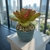 Bromélia Luz do Amanhã - Vaso Elegance Redondo 1 - Verde Guatemala - comprar online