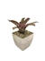 Bromélia Riscatta - Vaso Elegance Quadrado 3 - Travertino