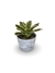 Bromélia Barba Branca - Vaso Elegance Redondo 2 - Branco Carrara