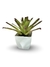 Bromélia Canela Preta - Vaso Elegance Quadrado 2 - Branco na internet