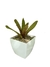 Bromélia Lemon Pepper - Vaso Elegance Quadrado 3 - Branco