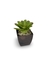 Bromélia NeoGreen - Vaso Elegance Quadrado 1 - Café Imperial