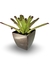 Bromélia Canela Preta - Vaso Elegance Quadrado 3 - Café Imperial