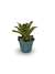 Bromélia Tiger - Vaso Elegance Floral - Verde Guatemala na internet