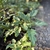 Planta Ornamental - Xanadú (Philodendron xanadu) - comprar online