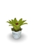 Bromélia Watermelon - Vaso Elegance Floral - Branco Carrara na internet