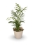 Chamaedorea Elegans - Vaso Elegance Floral - Travertino