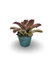 Bromélia Fluorescense - Vaso Elegance Floral - Verde Guatemala