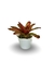 Bromélia Neocollor - Vaso Elegance Floral - Branco