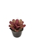 Bromélia Rosa Delicada - Vaso Elegance Floral - Café Imperial - comprar online
