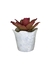 Imagem do Bromélia Rosa Delicada - Vaso Elegance Floral - Branco Carrara