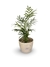 Chamaedorea Elegans - Vaso Elegance Redondo 2 - Travertino