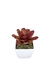 Bromélia Rosa Delicada - Vaso Elegance Quadrado 2 - Branco